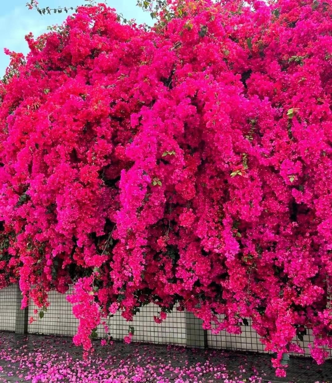 Hoa giấy thích ánh sáng mạnh, càng nắng cây càng rực. Trồng dưới đất, chúng nhanh chóng phát triển thành các “bức tường hoa” hoặc vòm hoa tuyệt đẹp. Nhờ đó, loài cây này thường tạo nên những khung cảnh rực rỡ ven đường hoặc trong sân vườn.