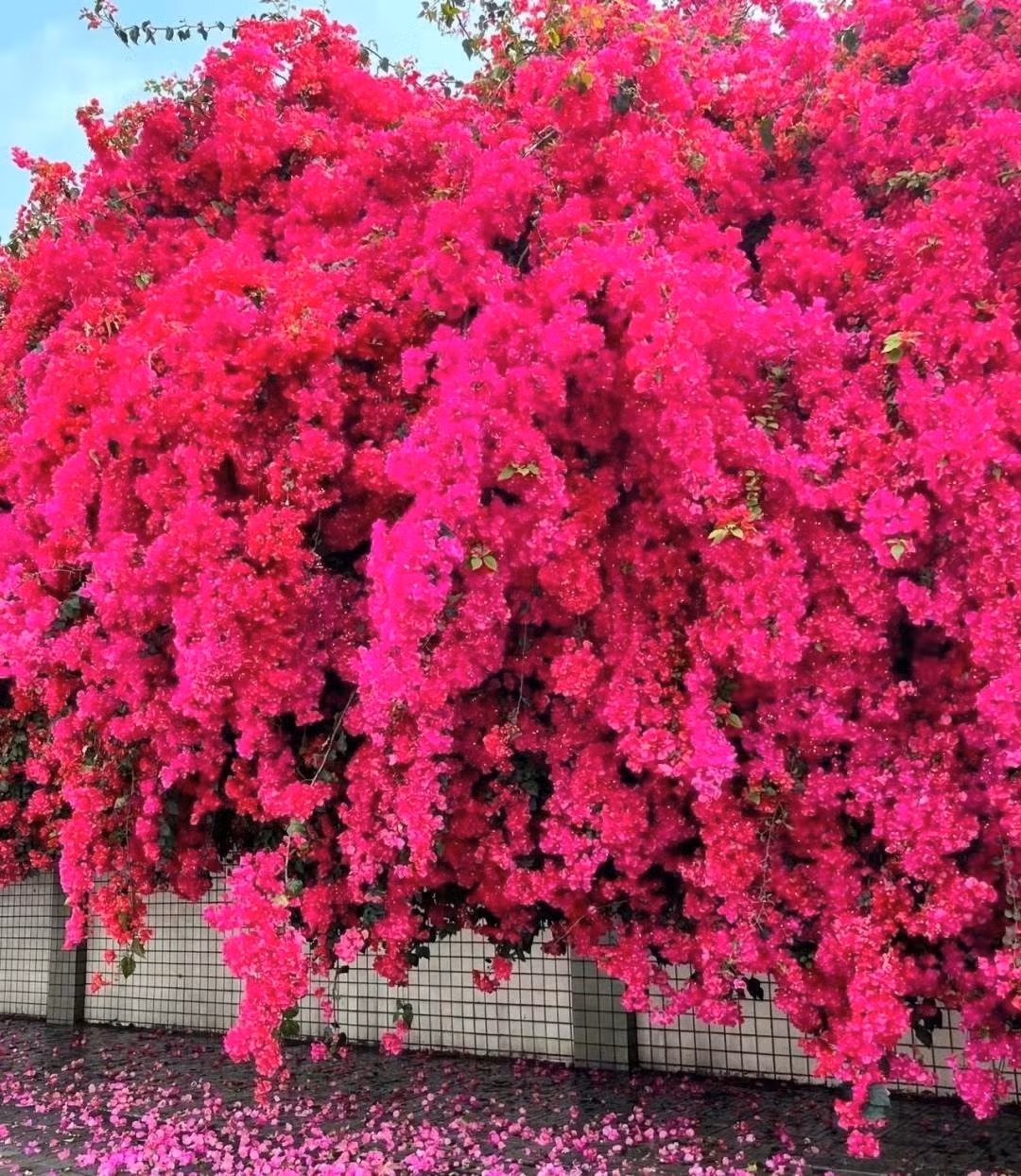 Hoa giấy thích ánh sáng mạnh, càng nắng cây càng rực. Trồng dưới đất, chúng nhanh chóng phát triển thành các “bức tường hoa” hoặc vòm hoa tuyệt đẹp. Nhờ đó, loài cây này thường tạo nên những khung cảnh rực rỡ ven đường hoặc trong sân vườn.