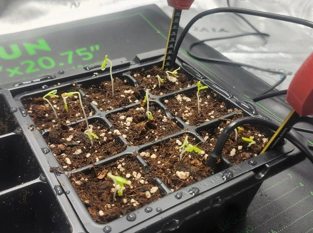 Một chuỗi bài đăng của lập trình viên Martin DeVido đang thu hút cộng đồng công nghệ khi anh đặt AI vào nhiệm vụ trồng cà chua kéo dài nhiều tháng.