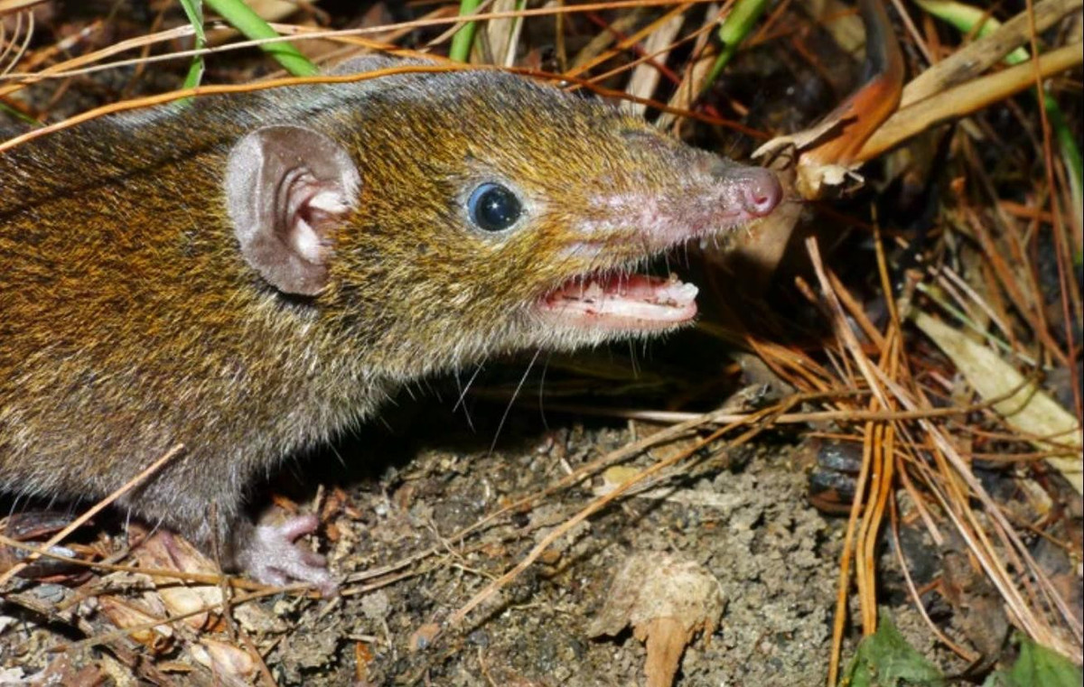 Nhím ma cà rồng là thành viên của họ nhím - có nguồn gốc ở Việt Nam. Song, loài này chỉ được mô tả khoa học nhờ một mẫu vật được thu thập từ nhiều thập niên trước và lưu giữ tại Washington D.C. Loài này được xác định là một loài mới, mang tên Hylomys macarong, do có cặp răng nanh dài nổi bật. Trước đó, một nhóm nghiên cứu Nga - Việt từng nghi ngờ loài này là loài mới từ năm 2009, nhưng chưa kịp công bố. Ảnh: WWF.