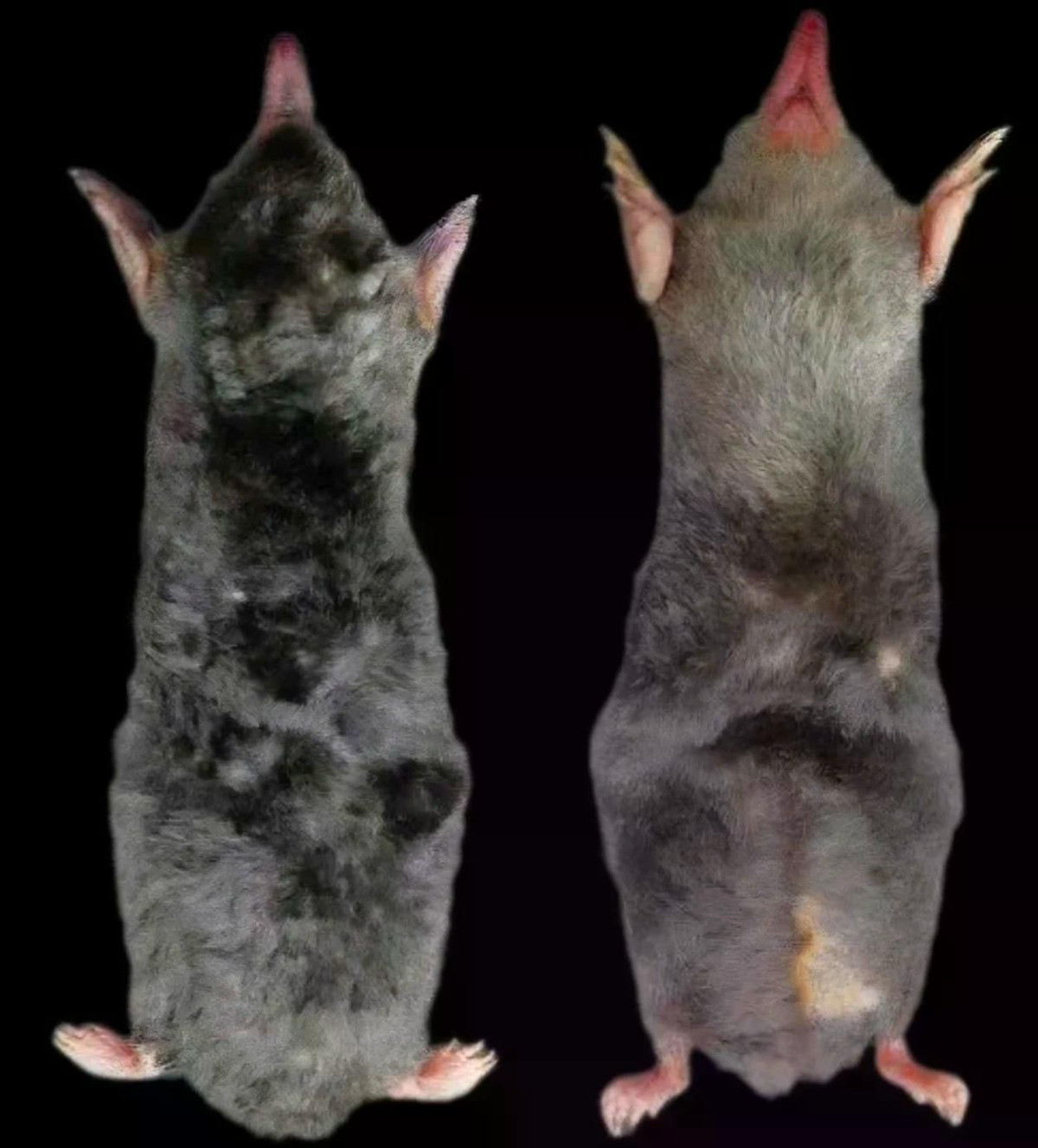 Tháng 10/2025, các nhà khoa học đã phát hiện và công bố loài chuột chũi mới ở Khu bảo tồn thiên nhiên Pù Luông, tỉnh Thanh Hóa. Loài mới được đặt tên là Euroscaptor darwini hay chuột chũi Darwin, để vinh danh nhà tự nhiên học Charles Darwin. Điểm đặc biệt nổi bật của loài mới nằm ở hình thái đuôi và cấu trúc xương đuôi - yếu tố quan trọng giúp phân biệt loài trong họ chuột chũi. Các phân tích hình thái, giải phẫu và sinh học phân tử (ADN) khẳng định đây là một loài hoàn toàn độc lập, không trùng lặp với bất kỳ loài chuột chũi nào từng được mô tả trên thế giới. Ảnh: Khu bảo tồn Pù Luông.