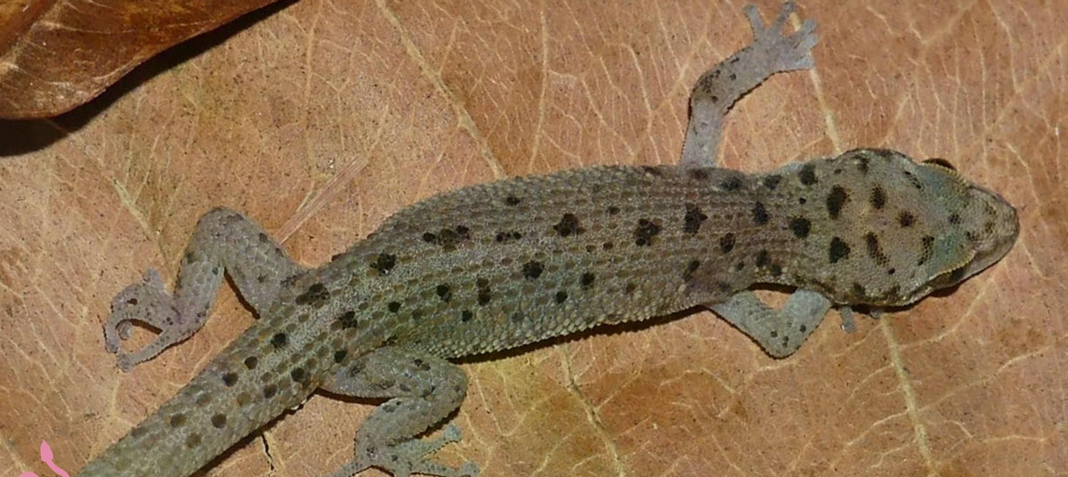 Các nhà khoa học đã phát hiện loài Tắc kè chân lá Gia Lai (Dixonius Gialaiensis) - loài đặc hữu chỉ có ở Việt Nam. Cá thể đầu tiên được ghi nhận khi nhóm nghiên cứu khảo sát vào ban đêm tại vùng núi tỉnh Gia Lai, Tây Nguyên. Loài này dài khoảng 15 cm, lưng có các hàng gai sần. Con đực mang màu xanh ô-liu và nâu, đi kèm đốm đen, còn con cái có màu cam nhạt hơn, điểm các mảng nâu sẫm. Ngày nay, tình trạng mất môi trường sống và sự phân mảnh đang đe dọa đến sự tồn tại của chúng. Ảnh: WWF.