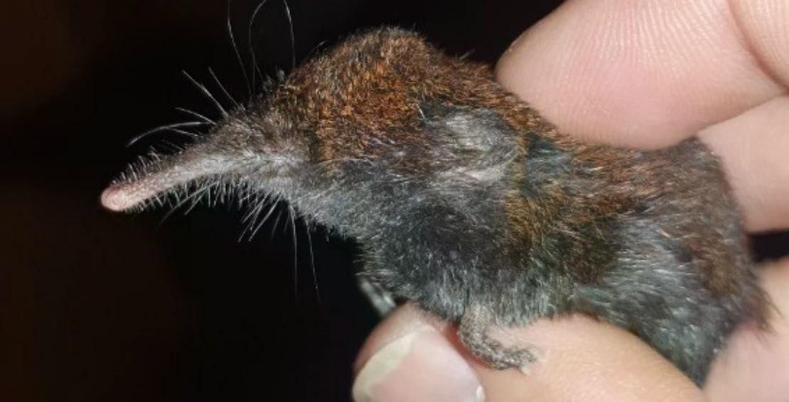 Năm 2023, trong quá trình khảo sát trên sườn núi Fansipan (Vườn quốc gia Hoàng Liên), ở độ cao gần 3.000 m, các nhà khoa học đã phát hiện một loài chuột chù chưa từng được ghi nhận tại Việt Nam. Kết quả phân tích hình thái và ADN xác nhận đây là một loài hoàn toàn mới đối với khoa học. Loài mới được đặt tên là Uropsilus fansipanensis, hay chuột chù Fansipan - loài thứ chín trong chi Uropsilus. Con trưởng thành dài khoảng 14 cm, nặng chừng 8 g, lông lưng pha nâu đỏ, đuôi xám đậm có vảy nhỏ, mũi kéo dài thành dạng vòi. Ảnh: WWF.