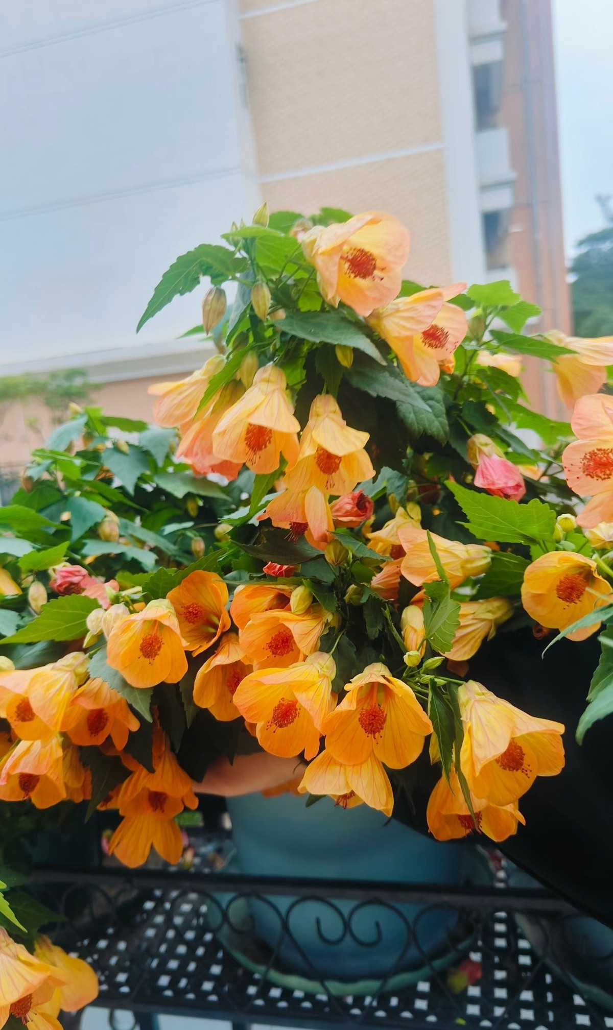 Khả năng ra hoa của cây cực kỳ ấn tượng: ở vùng nóng, hoa nở gần như quanh năm; ở nơi mát lạnh, thời gian ra hoa kéo dài nửa năm. Nụ mới mọc lên liên tục, khiến cây luôn rực rỡ.