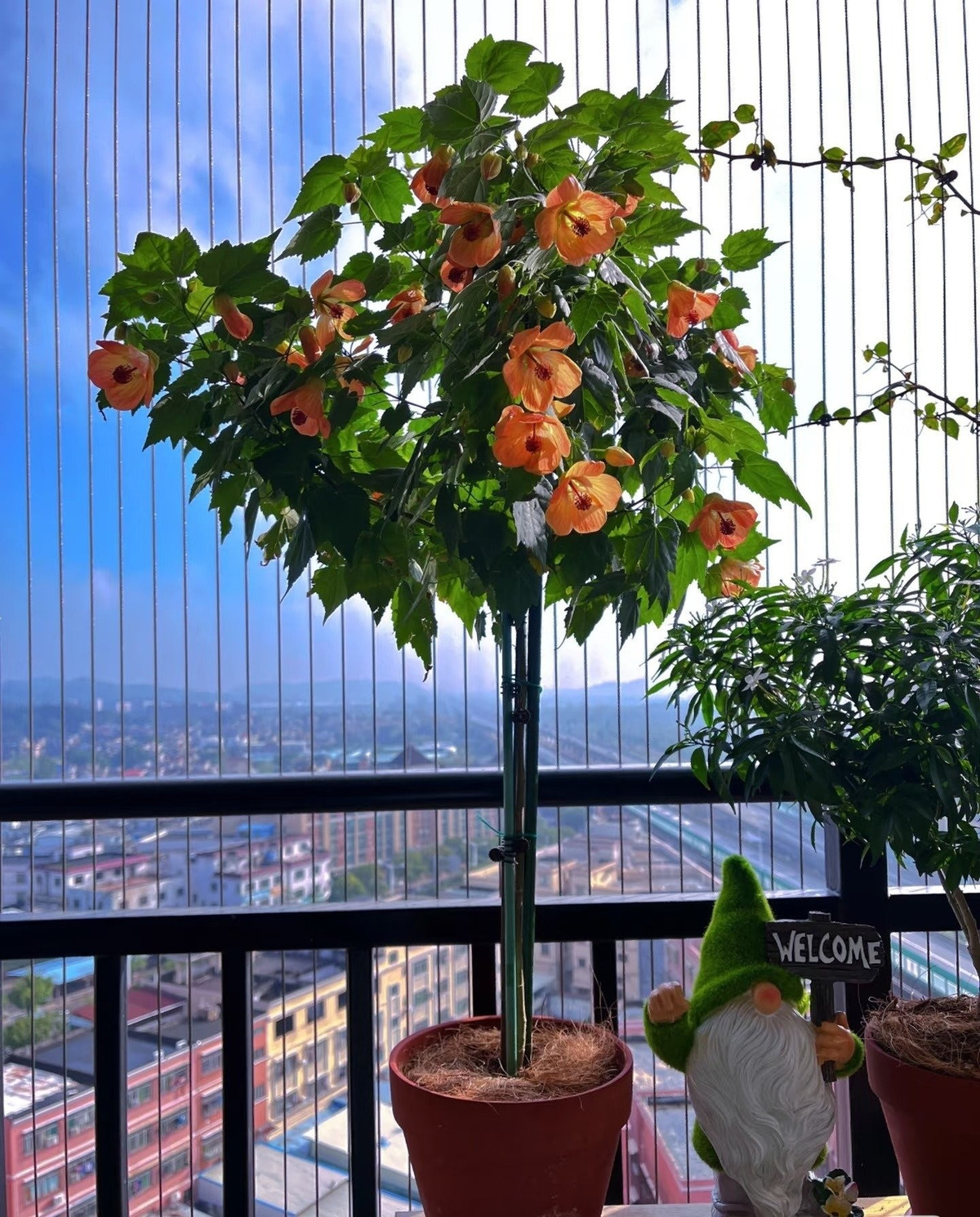 Cây cũng rất hợp cắt tỉa, càng cắt càng sai hoa; sâu bệnh ít, chủ yếu là bọ phấn trắng và dễ xử lý. Với vẻ đẹp rực rỡ và sự dễ tính, hoa đèn lồng xứng đáng trở thành điểm nhấn cho ngôi nhà bạn.