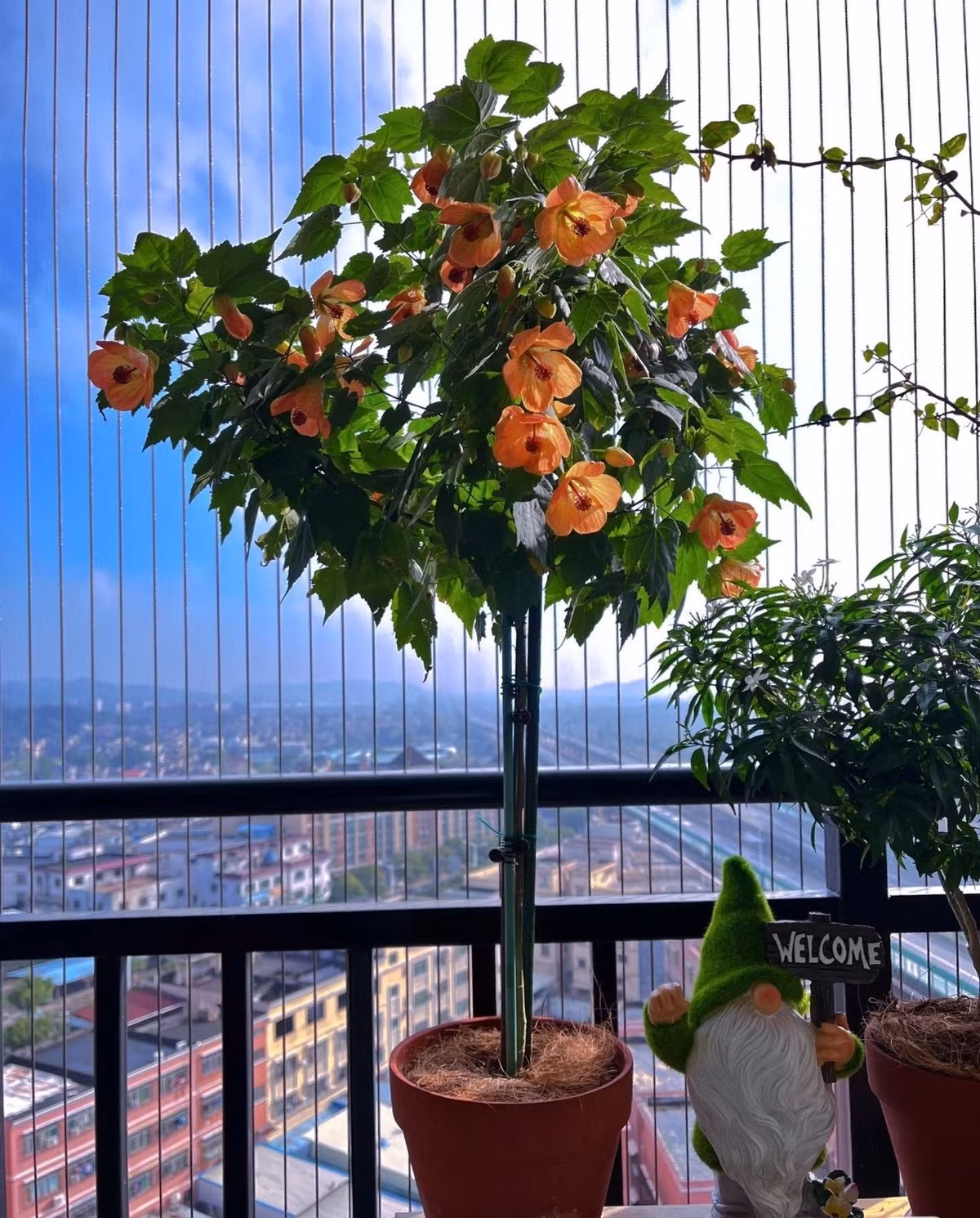 Cây cũng rất hợp cắt tỉa, càng cắt càng sai hoa; sâu bệnh ít, chủ yếu là bọ phấn trắng và dễ xử lý. Với vẻ đẹp rực rỡ và sự dễ tính, hoa đèn lồng xứng đáng trở thành điểm nhấn cho ngôi nhà bạn.