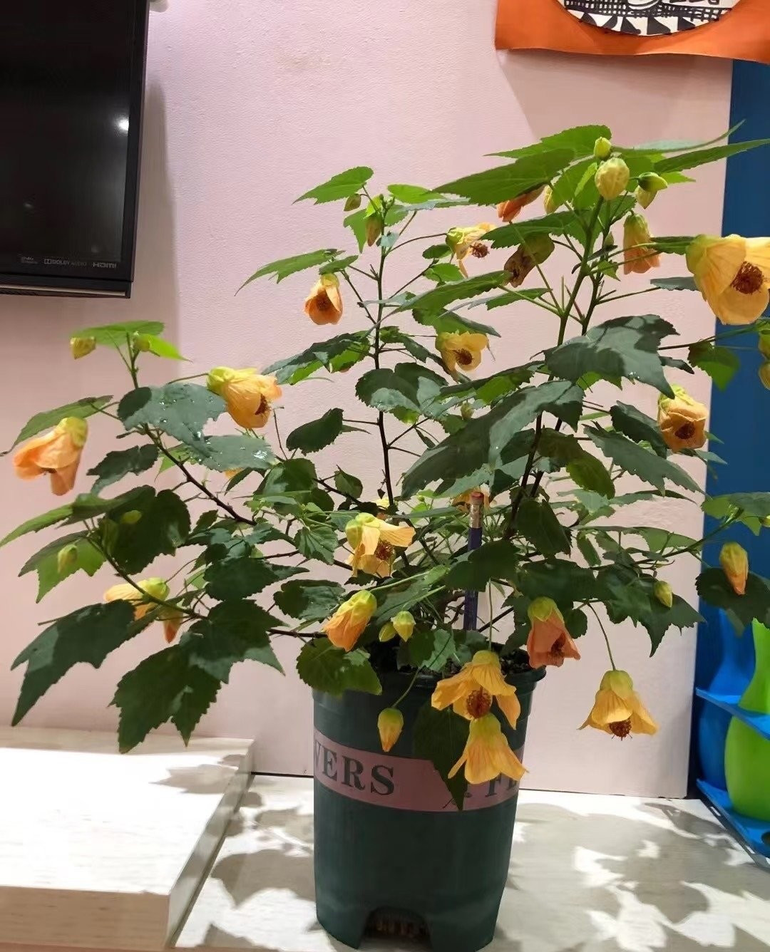 Cách trồng cây rất đơn giản: đất tơi xốp thoáng khí, nhiều ánh sáng, tưới khi mặt đất khô 2–3 cm, bón phân thường xuyên vào mùa xuân – thu. Cây chịu nóng tốt nhưng không chịu lạnh dưới 5°C.