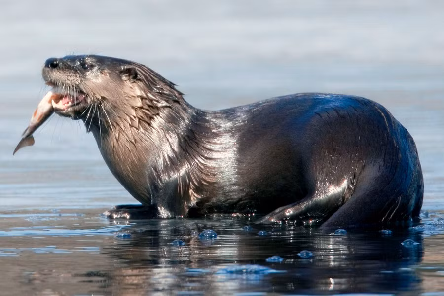 Rái cá sông Bắc Mỹ (Lontra canadensis) dài 58 - 73 cm phân bố rộng ở Bắc Mỹ. Loài này cư trú ở các con sông và bờ hồ có thảm thực vật phát triển. Chúng chủ yếu ăn cá tôm, nhưng đôi khi cũng săn các động vật nhỏ trên cạn.