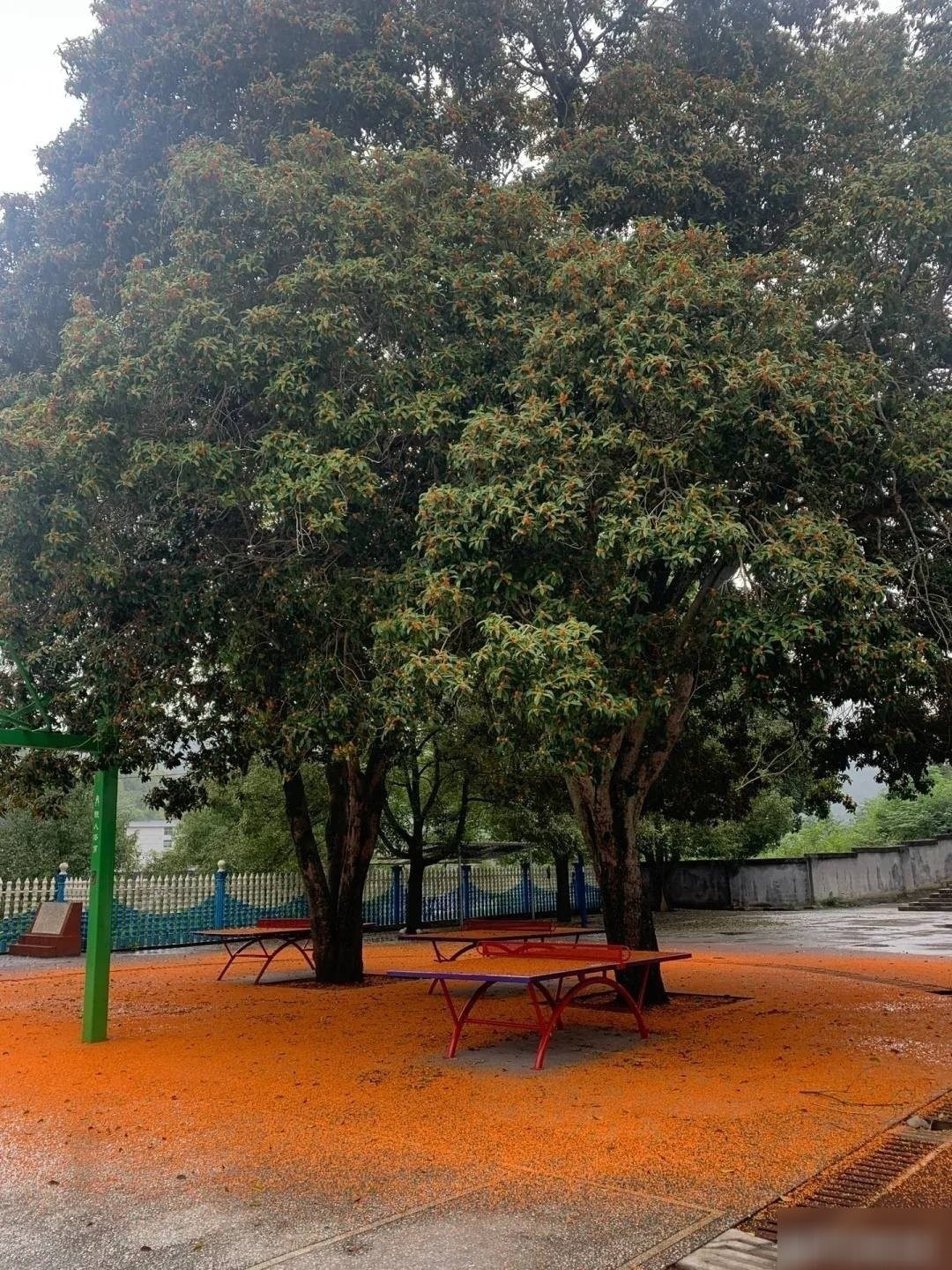 2. Cây Mộc Hương – Quý nhân, phú quý, hương ngát: Cây mộc hương (Osmanthus fragrans) xanh tốt quanh năm, hoa nở vàng đỏ, thơm ngào ngạt, từng được ví là “hương từ mặt trăng rơi xuống”. Đây là cây cảnh gắn liền với sự thanh cao và khí chất quý phái.