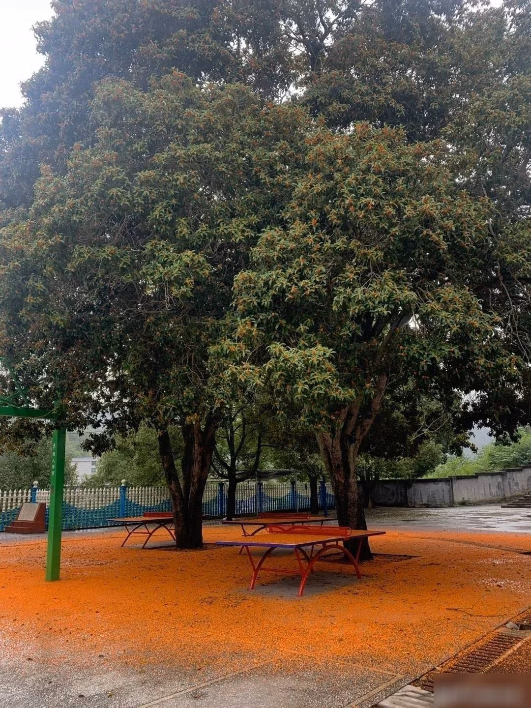 2. Cây Mộc Hương – Quý nhân, phú quý, hương ngát: Cây mộc hương (Osmanthus fragrans) xanh tốt quanh năm, hoa nở vàng đỏ, thơm ngào ngạt, từng được ví là “hương từ mặt trăng rơi xuống”. Đây là cây cảnh gắn liền với sự thanh cao và khí chất quý phái.