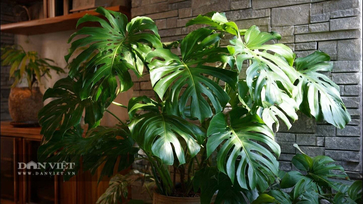 Cây sinh trưởng nhanh, mỗi năm ra 5–6 lá, có thể cao đến 2m, sống hơn 10 năm và rất dễ chăm sóc – đúng nghĩa “giấc mơ của người bận rộn”.