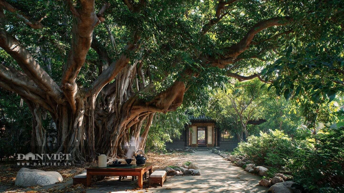 Trong quan niệm dân gian, cây sanh tượng trưng cho phúc lộc, trường thọ và sự sinh sôi bền bỉ. Tán cây rộng, rễ bám chắc được ví như nền tảng gia đình vững vàng, thu hút vượng khí và xua đi điều không may.