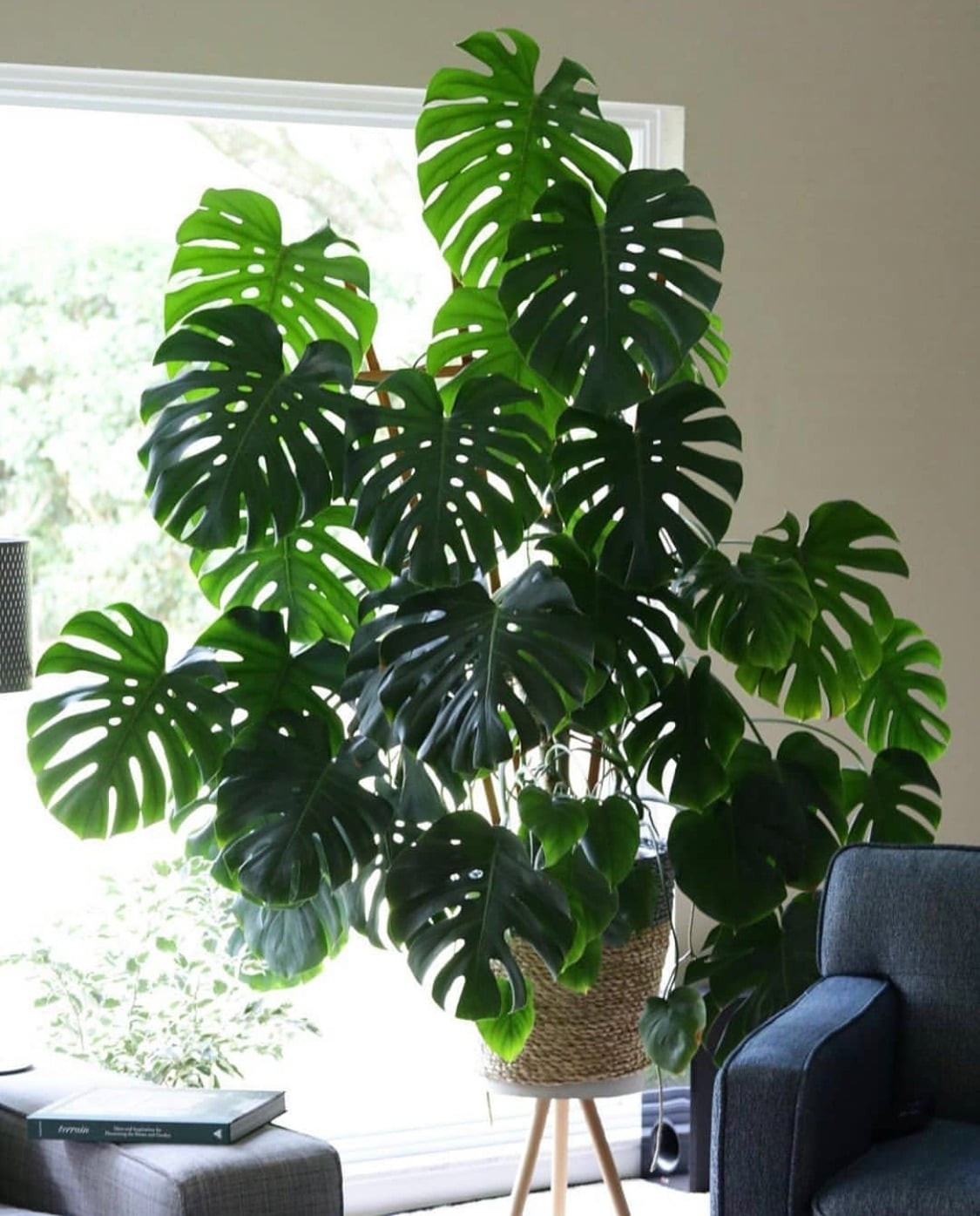 View - Cây cảnh đẹp 'gây mê', chiêu tài lộc... che chở gia đình | Báo Tri thức và Cuộc sống - TIN TỨC PHỔ BIẾN KIẾN THỨC 24H