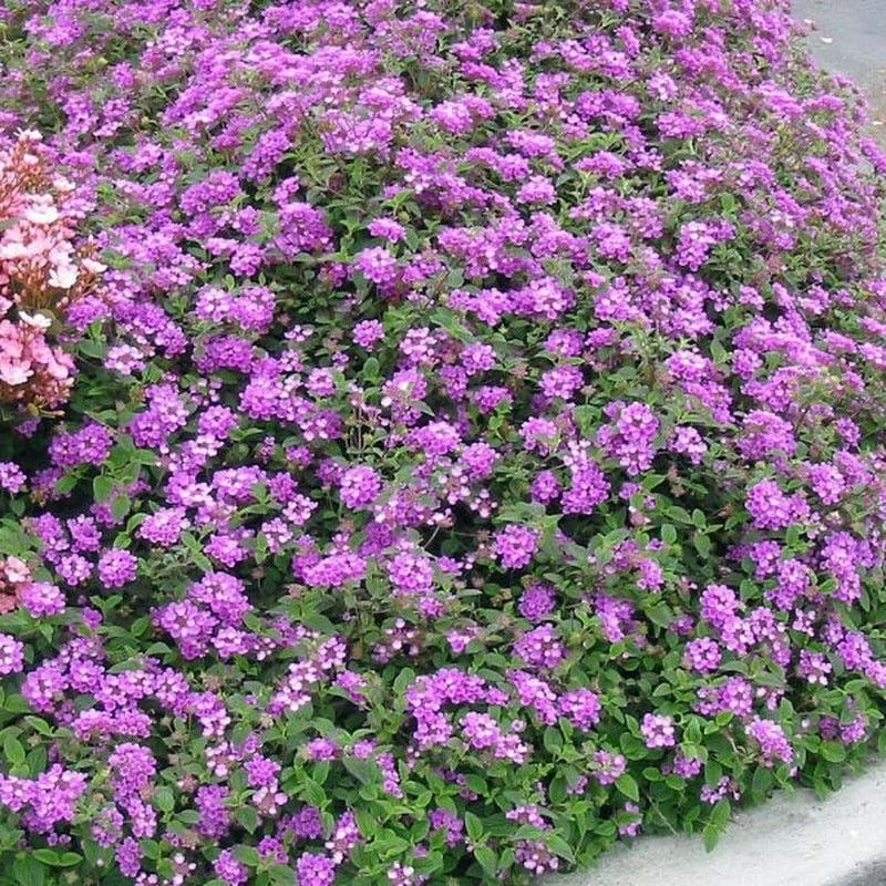 Ngũ sắc tím – nàng thơ của những khu vườn đầy nắng. Mang sắc tím huyền ảo, loài cây có tên khoa học Lantana montevidensis này là niềm cảm hứng bất tận cho những ai yêu vẻ đẹp bền bỉ, phóng khoáng và lãng mạn.