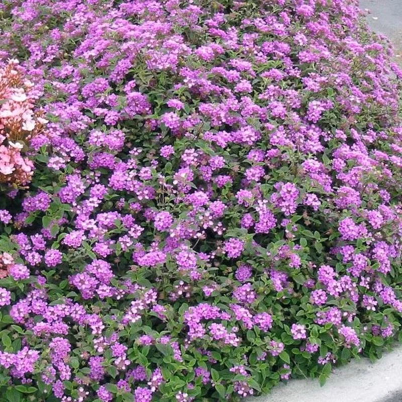 Ngũ sắc tím – nàng thơ của những khu vườn đầy nắng. Mang sắc tím huyền ảo, loài cây có tên khoa học Lantana montevidensis này là niềm cảm hứng bất tận cho những ai yêu vẻ đẹp bền bỉ, phóng khoáng và lãng mạn.