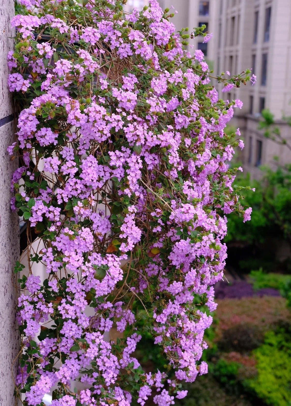 Chỉ sợ lạnh, còn lại gần như không có khuyết điểm. Ngũ sắc tím không có nhiều “điểm yếu”, trừ việc sợ lạnh. Vào mùa đông, nếu nhiệt độ xuống dưới 5°C, cần đưa cây vào trong nhà hoặc ủ gốc chống rét.