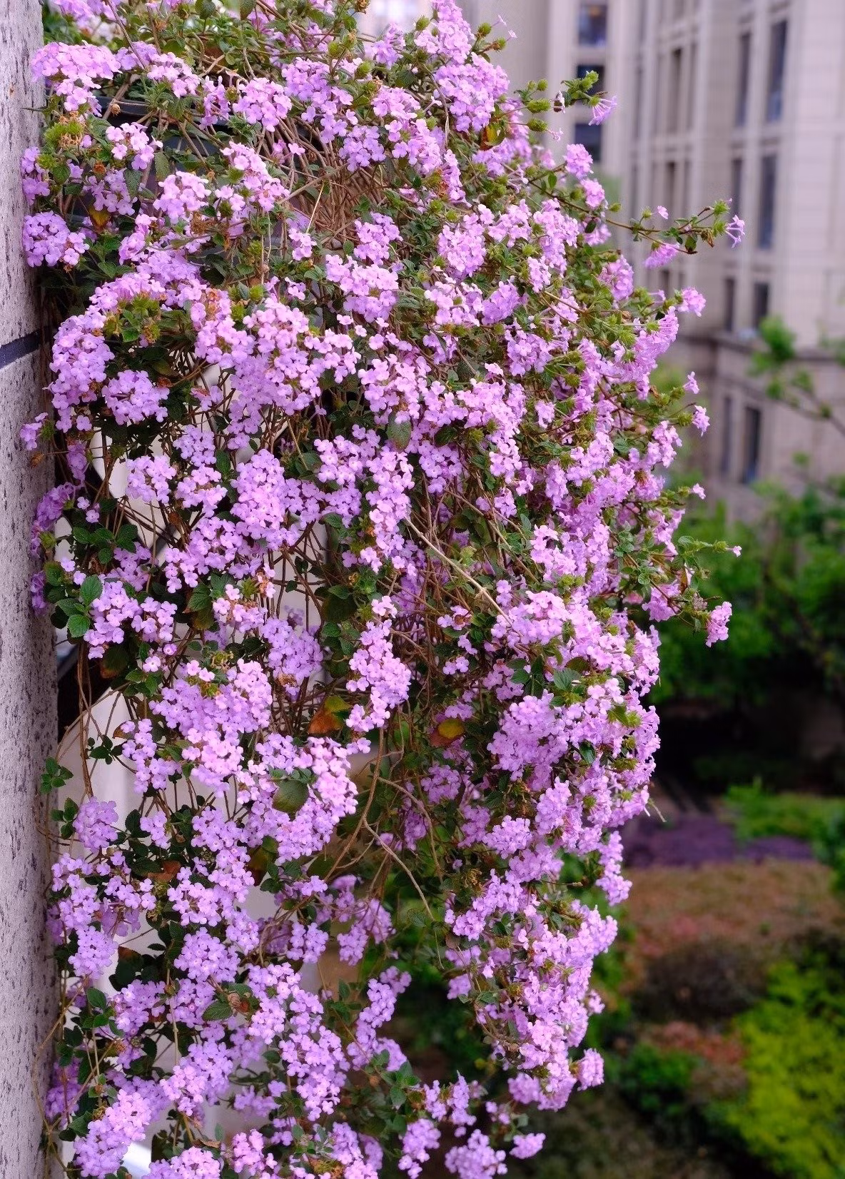 Chỉ sợ lạnh, còn lại gần như không có khuyết điểm. Ngũ sắc tím không có nhiều “điểm yếu”, trừ việc sợ lạnh. Vào mùa đông, nếu nhiệt độ xuống dưới 5°C, cần đưa cây vào trong nhà hoặc ủ gốc chống rét.