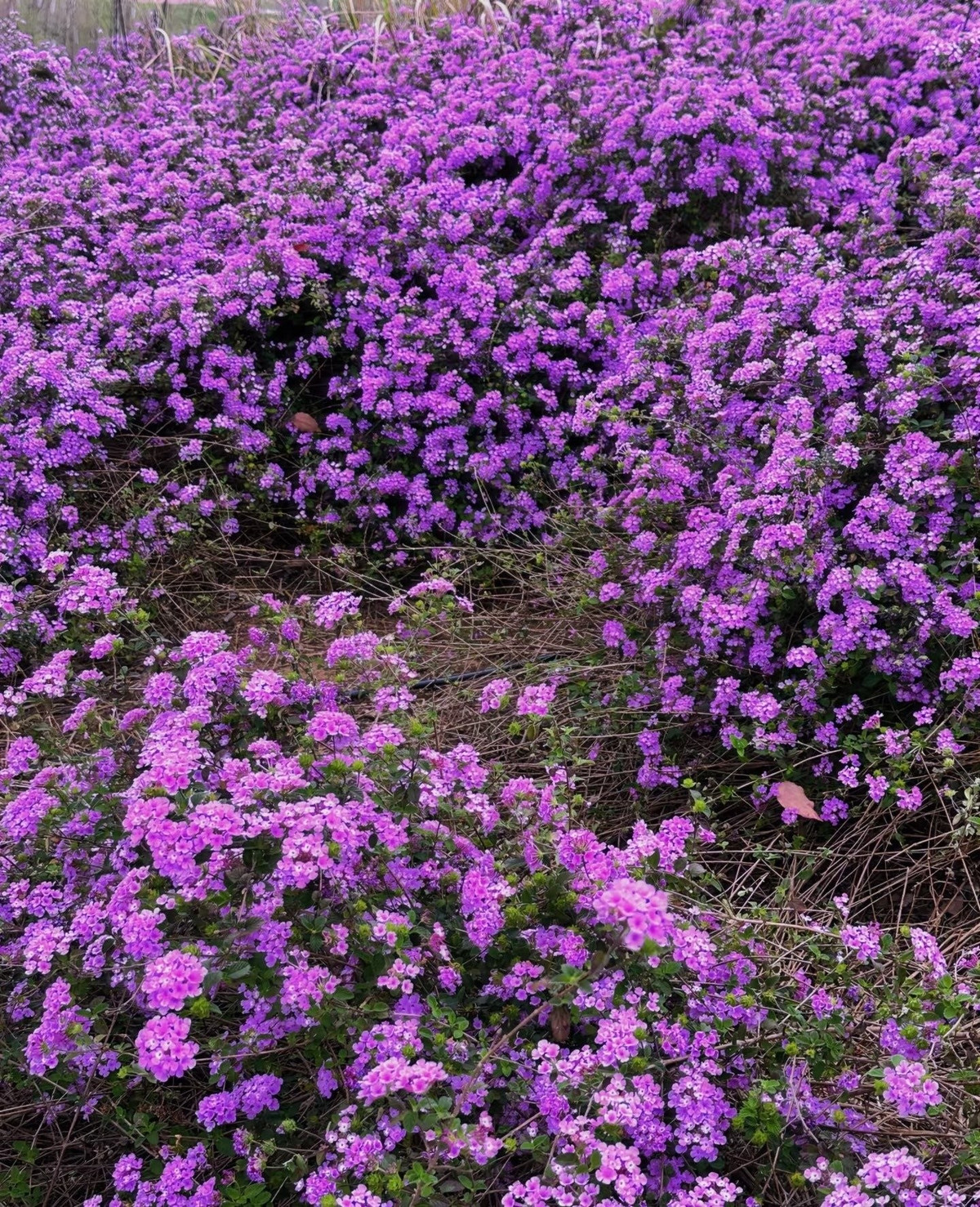 Đất nào cũng sống, nắng nào cũng chịu. Ngũ sắc tím không kén đất – trồng đất cát, đất thịt, hay đất sỏi đều được. Miễn có ánh sáng, cây sẽ vươn mình và nở rộ như không gì có thể ngăn cản.