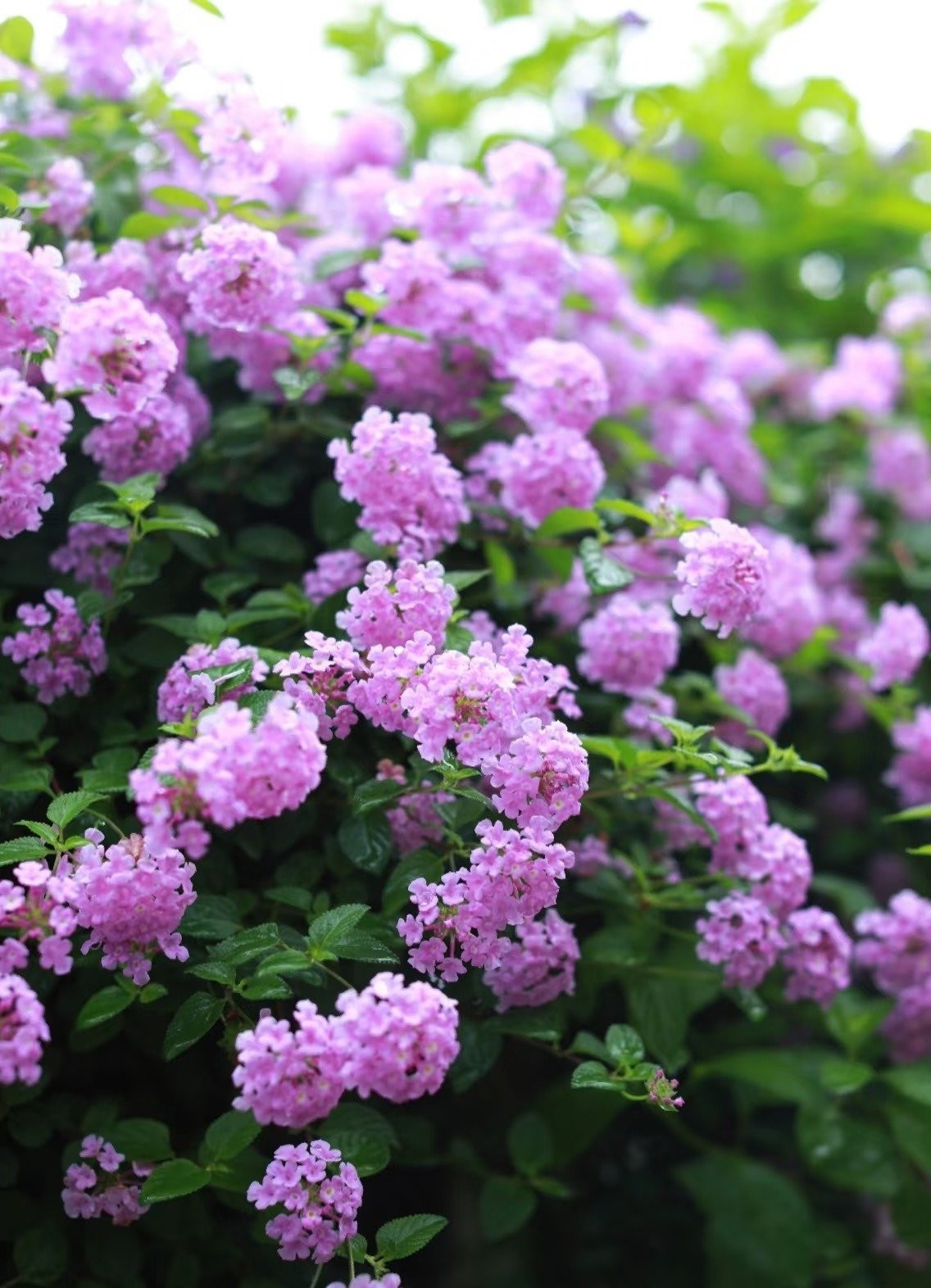 Loài cây "xâm lấn đẹp nhất thế giới". Dù bị xếp vào nhóm thực vật xâm lấn, nhưng vẻ đẹp của ngũ sắc tím khiến người ta đành “bỏ qua” – thậm chí còn gọi yêu là “kẻ xâm lấn đẹp nhất”.