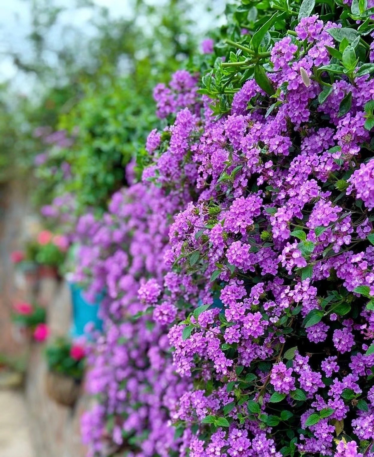 Xua muỗi tự nhiên, bảo vệ không gian sống. Một điểm cộng nữa: loài cây này có khả năng xua đuổi muỗi. Trồng vài chậu quanh nhà không chỉ đẹp mà còn giúp không gian thêm trong lành, an toàn.