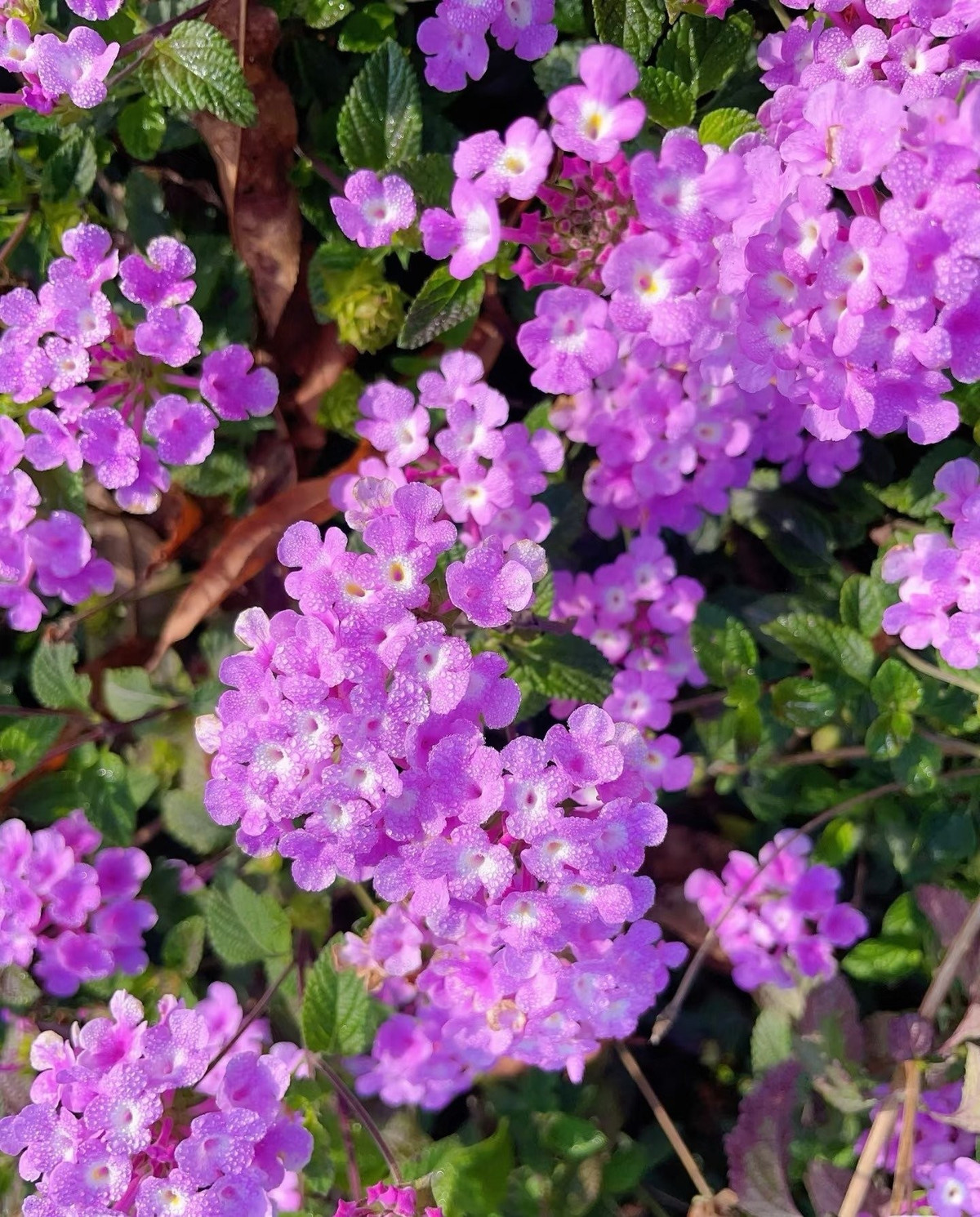 Một trong hai loài ngũ sắc nổi bật nhất hành tinh. Ngũ sắc có hơn 150 loài, nhưng chỉ hai loài thực sự nổi bật. Nếu Lantana camara rực rỡ như bức tranh đa sắc thì ngũ sắc tím lại dịu dàng, thanh lịch và bền bỉ khó ngờ.