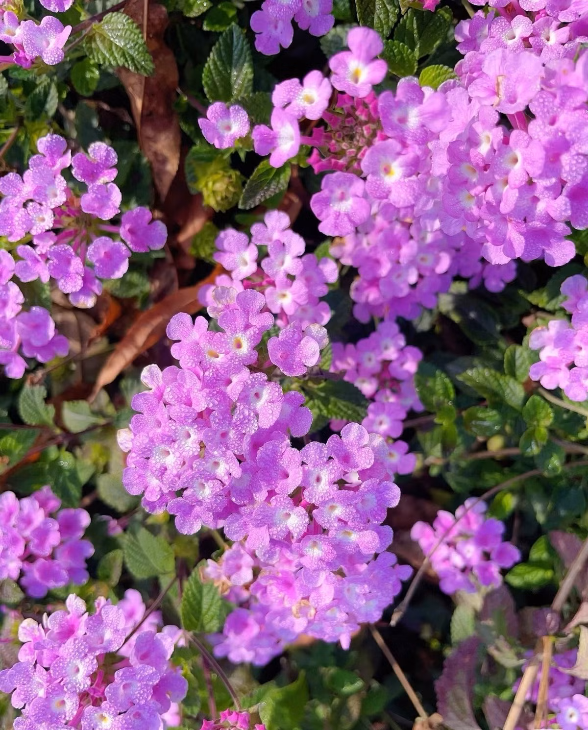 Một trong hai loài ngũ sắc nổi bật nhất hành tinh. Ngũ sắc có hơn 150 loài, nhưng chỉ hai loài thực sự nổi bật. Nếu Lantana camara rực rỡ như bức tranh đa sắc thì ngũ sắc tím lại dịu dàng, thanh lịch và bền bỉ khó ngờ.