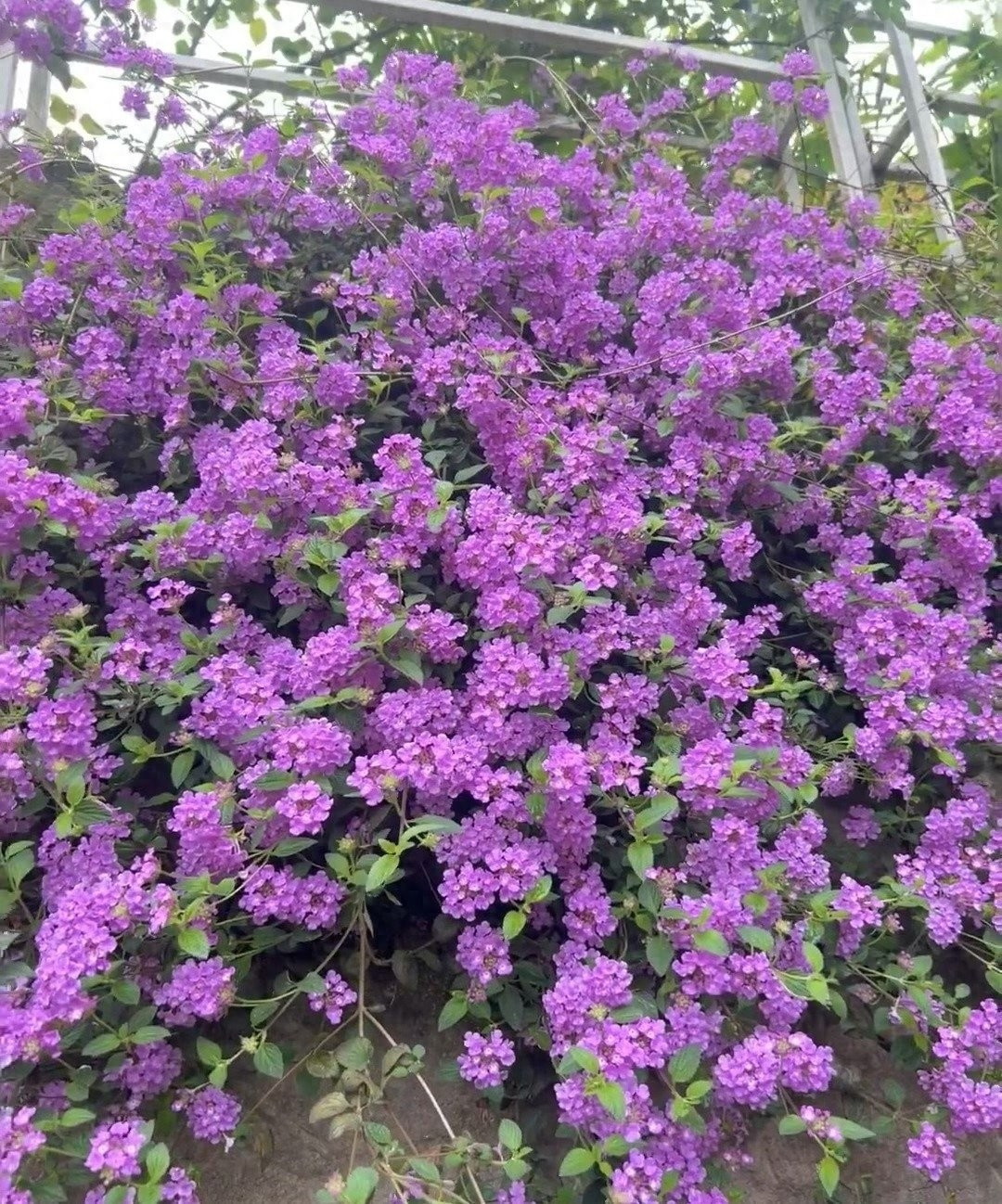 Loài cây lý tưởng cho ban công, sân thượng. Bạn có thể trồng ngũ sắc tím trong chậu treo, để rủ thành thác; hoặc trồng bồn, làm thành thảm hoa trước nhà. Ở đâu có ánh nắng, ở đó cây sẽ bung hoa rực rỡ.