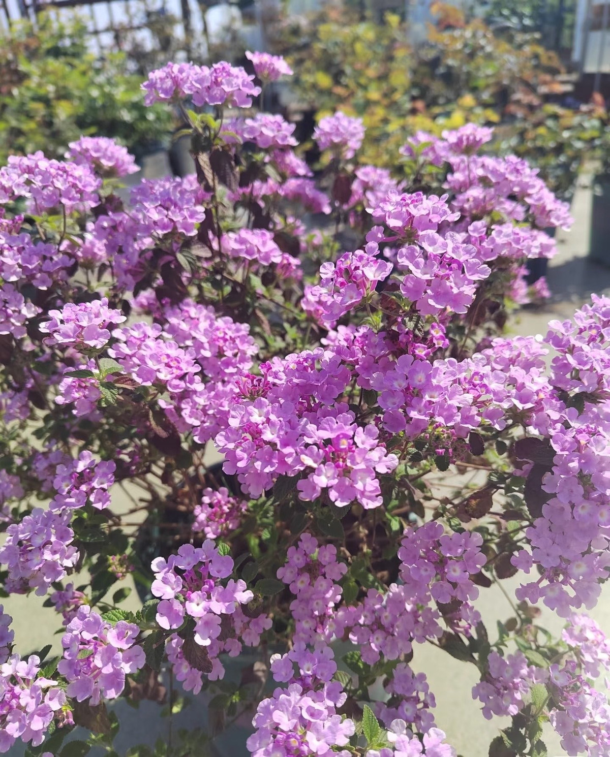 Tường hoa, thảm hoa – đều rực rỡ như một giấc mơ. Với sức sống mãnh liệt, cây có thể bò phủ mảng tường lớn hoặc thả rủ như thác hoa. Nơi nào có ngũ sắc tím, nơi đó tràn ngập nét thơ mộng khiến người qua đường phải dừng chân.