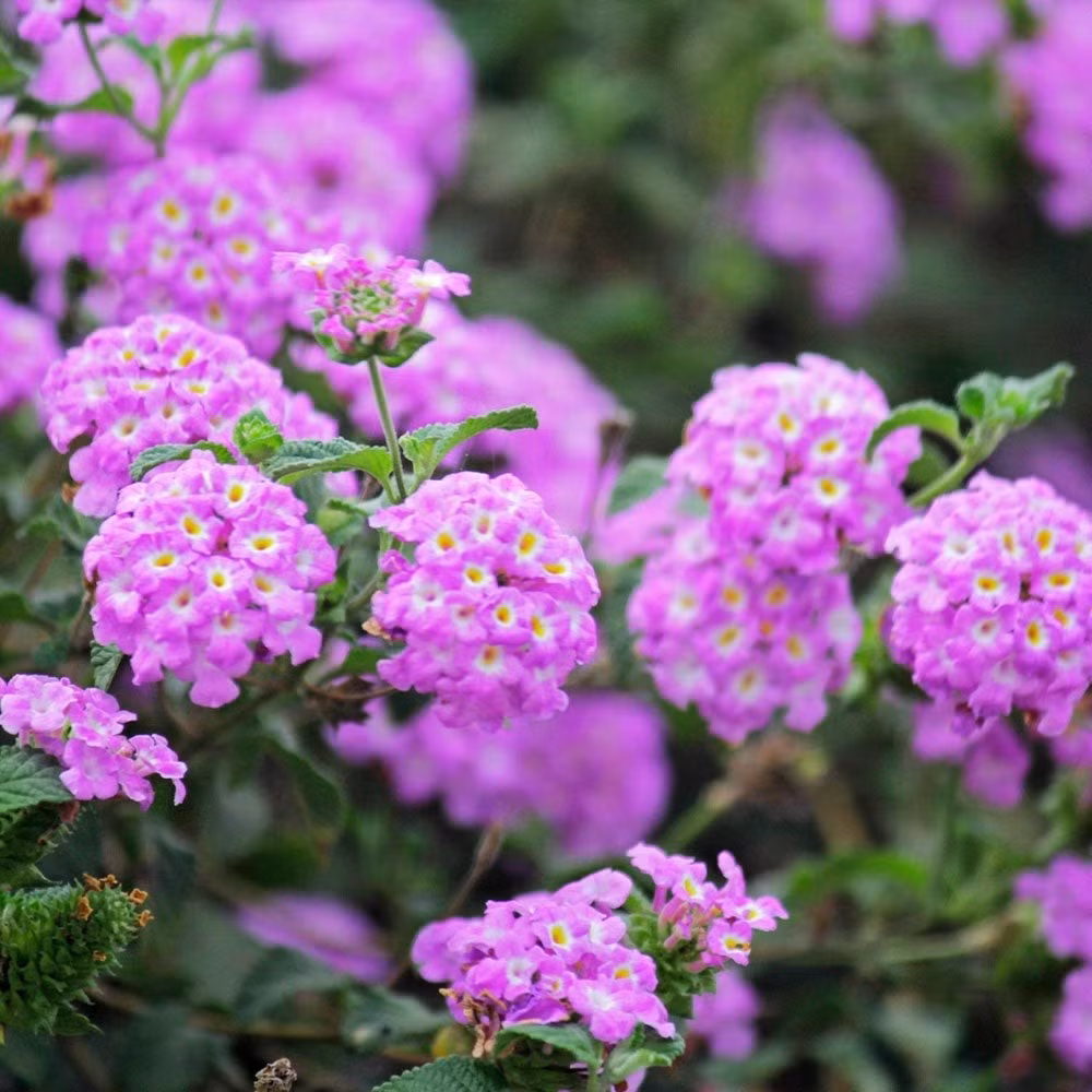 Ra hoa gần như quanh năm, đỉnh điểm hai mùa. Ngũ sắc tím có thể nở quanh năm, đặc biệt rực rỡ vào hai mùa: xuân (tháng 3–5) và thu (tháng 10–11). Mỗi mùa hoa nở lại như một mùa cảm xúc dâng trào không dứt.