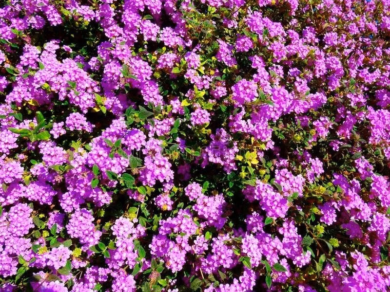 Đẹp tinh tế – mềm mại như một dải lụa hoa. Với thân rủ dài từ 1 đến 4 mét, ngũ sắc tím thích hợp làm cây treo, phủ tường hoặc bò thành thảm hoa. Hoa nhỏ nhưng mọc thành chùm dày, tạo cảm giác mềm mại và đầy sức sống.