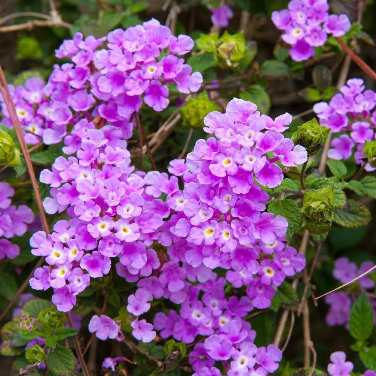 Lá cây có hương thơm thô mộc, độc đáo. Lá ngũ sắc tím hình bầu dục, rìa răng cưa, khi vò nhẹ sẽ tỏa mùi thơm thảo mộc – một mùi hương vừa lạ vừa dân dã, khiến người yêu cây khó lòng quên được.