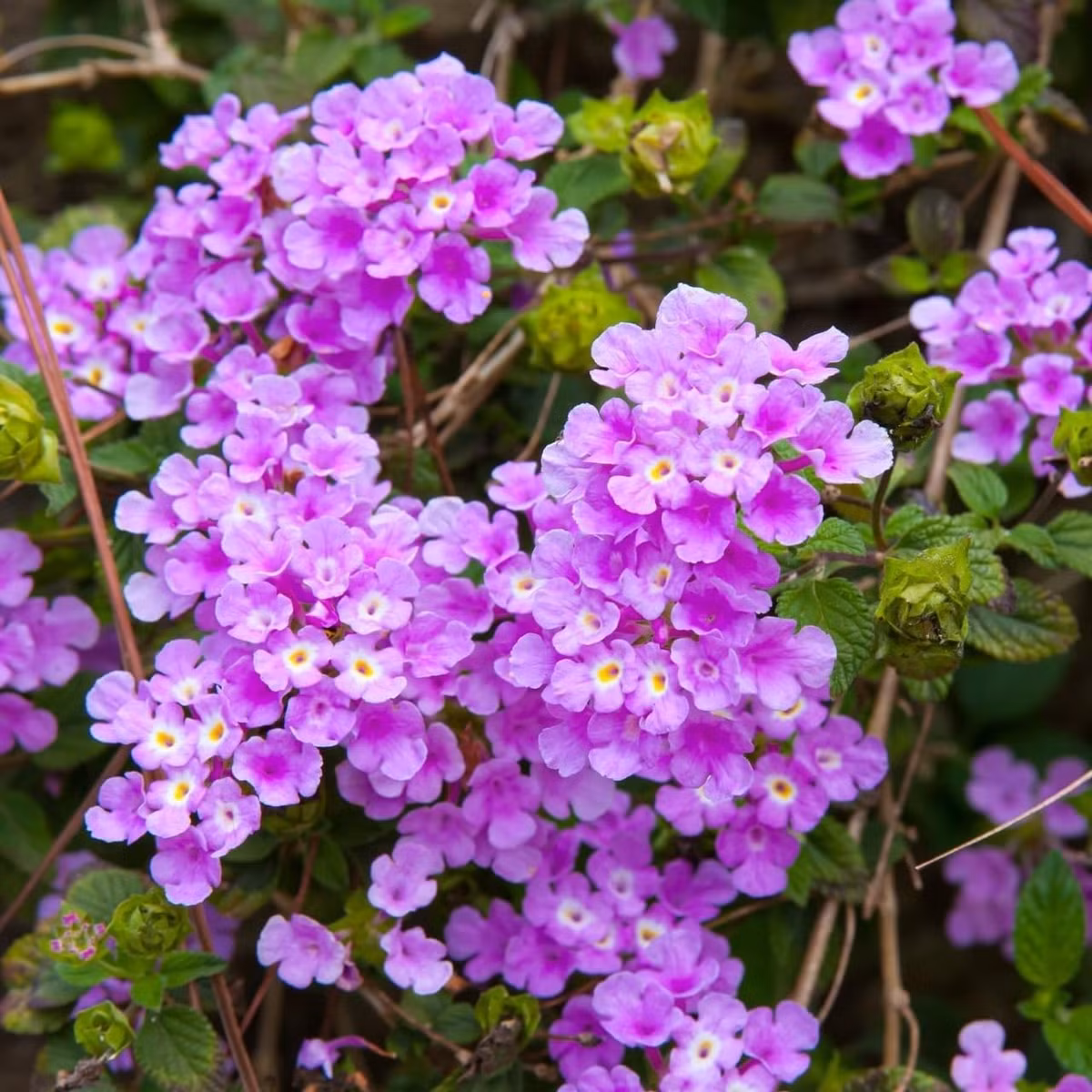 Lá cây có hương thơm thô mộc, độc đáo. Lá ngũ sắc tím hình bầu dục, rìa răng cưa, khi vò nhẹ sẽ tỏa mùi thơm thảo mộc – một mùi hương vừa lạ vừa dân dã, khiến người yêu cây khó lòng quên được.