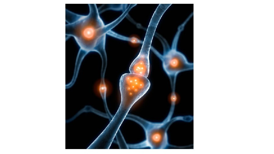 Các hình ảnh cho thấy túi synap chỉ chạm nhẹ vào màng tế bào, thu nhỏ rồi tách ra, được mô tả là mô hình “hôn - co - chạy” (kiss - shrink - run).