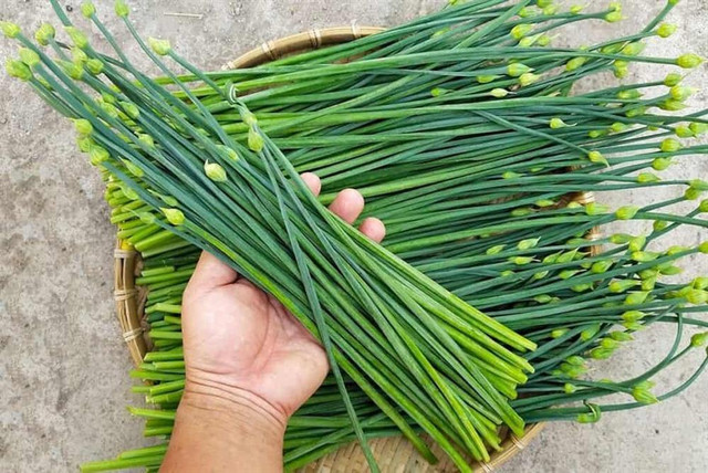 4 loại rau đại bổ: Quý như nhân sâm, bán đầy chợ ai cũng mua được - Hình 3 4 loai rau dai bo: Quy nhu nhan sam, ban day cho ai cung mua duoc-Hinh-3