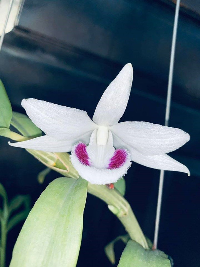 Lan đột biến Bảo Duy, Xuân Phúc đặc biệt gì... giá tới chục tỷ? - Hình 2 Lan dot bien Bao Duy, Xuan Phuc dac biet gi... gia toi chuc ty?-Hinh-2