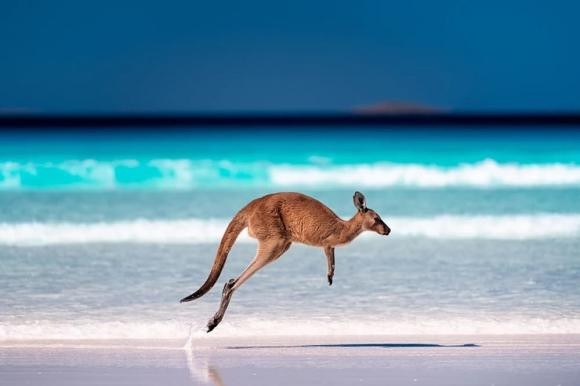 Vì sao Kangaroo nhảy liên tục mà không thấy mệt? Vi sao Kangaroo nhay lien tuc ma khong thay met?