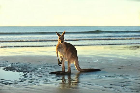 Vì sao Kangaroo nhảy liên tục mà không thấy mệt? - Hình 3 Vi sao Kangaroo nhay lien tuc ma khong thay met?-Hinh-3
