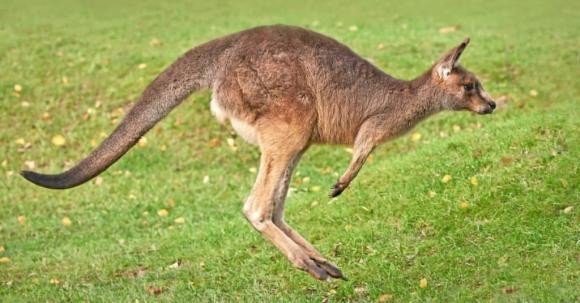 Vì sao Kangaroo nhảy liên tục mà không thấy mệt? - Hình 4 Vi sao Kangaroo nhay lien tuc ma khong thay met?-Hinh-4