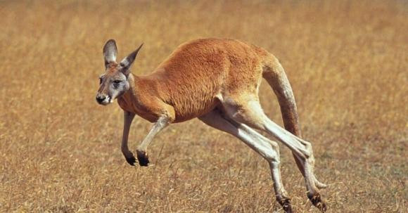 Vì sao Kangaroo nhảy liên tục mà không thấy mệt? - Hình 2 Vi sao Kangaroo nhay lien tuc ma khong thay met?-Hinh-2