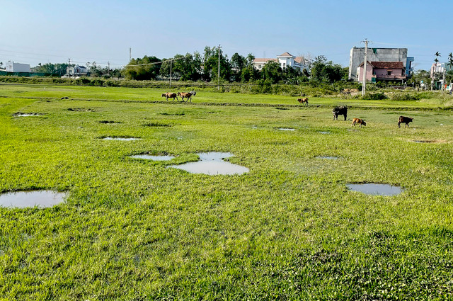 Chủ tịch Quảng Ngãi: 'Buộc thu hồi dự án nếu nhà đầu tư yếu năng lực' Chu tich Quang Ngai: 'Buoc thu hoi du an neu nha dau tu yeu nang luc'
