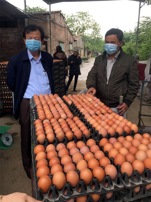 Trứng gà rẻ hơn rau, phá sản vì cảnh cả đời chưa từng có - Hình 3 Trung ga re hon rau, pha san vi canh ca doi chua tung co-Hinh-3