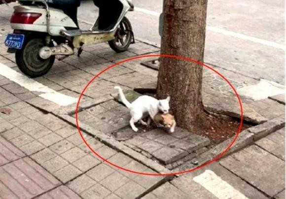 Bài học tuyệt vời khi mèo mẹ dạy con leo cây - Hình 3 Bai hoc tuyet voi khi meo me day con leo cay-Hinh-3