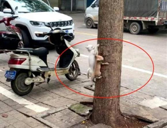 Bài học tuyệt vời khi mèo mẹ dạy con leo cây - Hình 2 Bai hoc tuyet voi khi meo me day con leo cay-Hinh-2