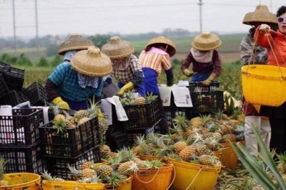 Ăn dứa mà ngâm nước muối có đúng không? An dua ma ngam nuoc muoi co dung khong?