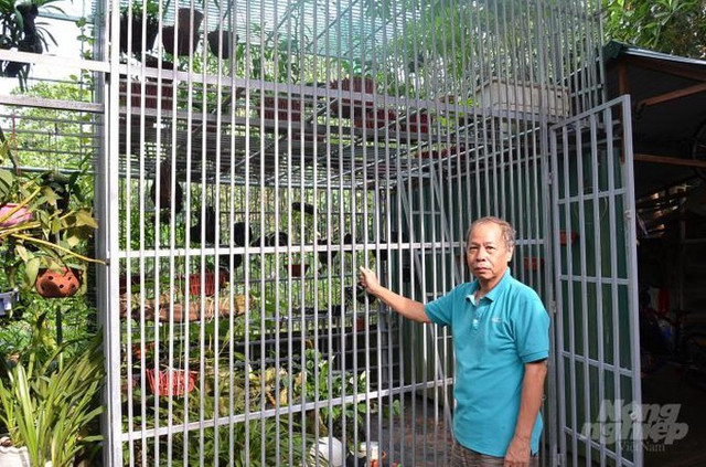 Về quê của lan đột biến: Từ 'tầm gửi' trên cây đa thành ra bạc tỷ - Hình 9 Ve que cua lan dot bien: Tu 'tam gui' tren cay da thanh ra bac ty-Hinh-9