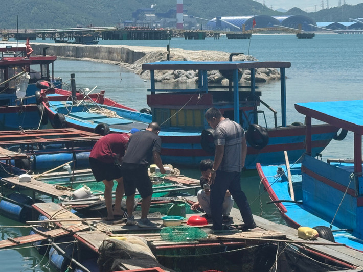 Được thưởng mực nhảy tươi sống ngay khi vừa vớt ở biển lên là trải nghiệm khó quên của nhiều thực khách.