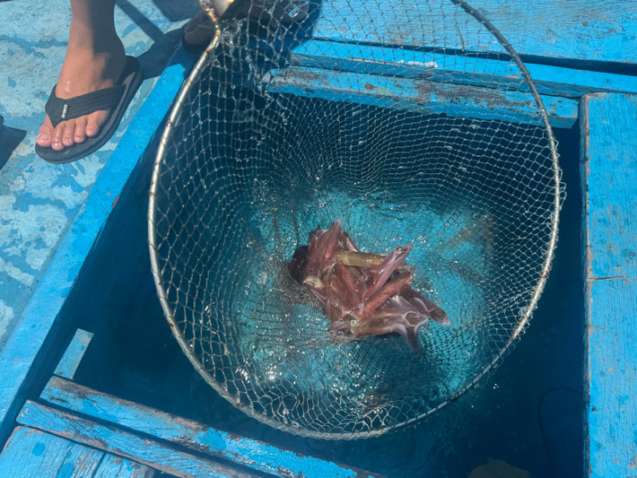 Mùa mực nhảy Vũng Áng bắt đầu từ giữa tháng 2 đến hết tháng 7 âm lịch. Mực nhảy không chỉ nổi tiếng với ngon đặc trưng mà còn được đánh bắt và chế biến theo cách đặc biệt. Mực sẽ được ngư dân đi câu trong đêm, thả nuôi vào các lồng bè.