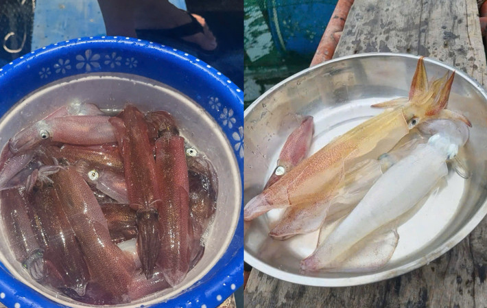 Sở dĩ có cái tên gọi mực nhảy là vì khi bắt lên, con mực vẫn sống và bật nhảy tanh tách