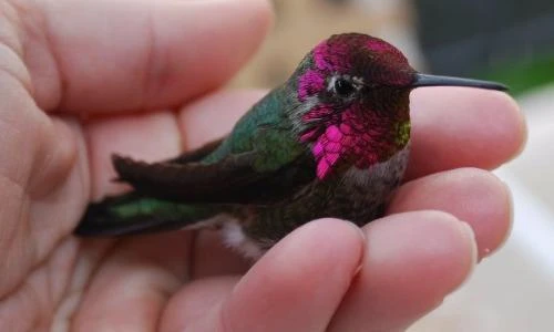 Ngã ngửa với những kỷ lục khó tin của động vật