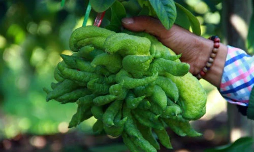 Phật thủ thắt nơ, tiền triệu mỗi trái chờ ngày đến hái